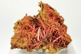 Bright Orange Crocoite Crystal Cluster - Tasmania #206962-2